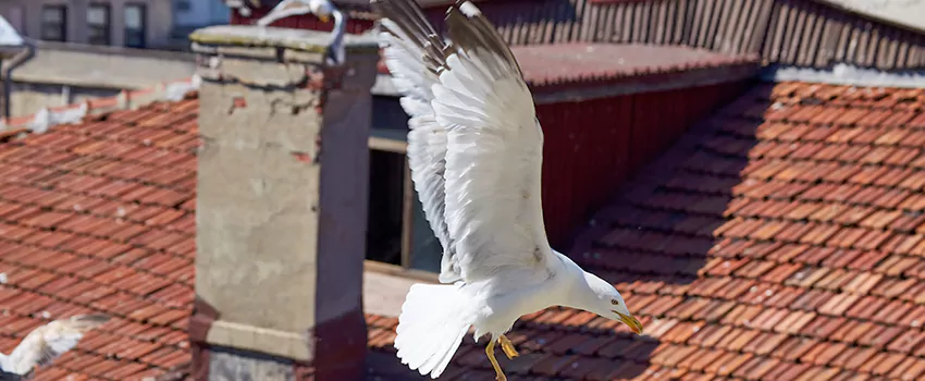 Residential Chimney Animal Removal Solution in Pendleton, OR